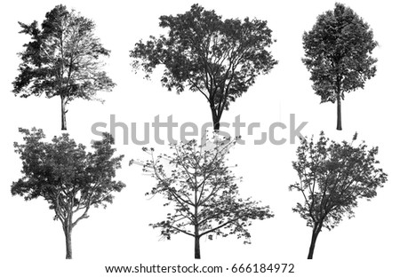 Collection of isolated tree ob white background