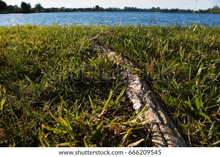 Tree Root by Lake
