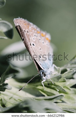 Supermacro butterflies on wormwood leaves. Beautiful picture with a beautiful insect. Summer mood and bright colors. Multicolored butterfly on nature background.