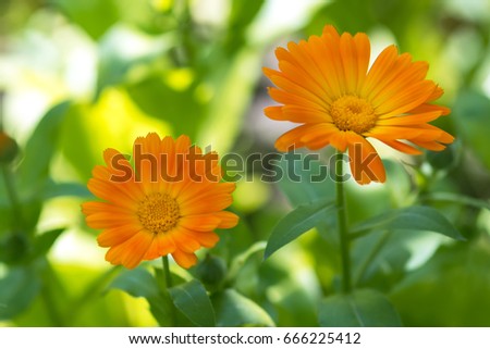 Orange flower calendula . The flower of calendula is widely used in medicine.