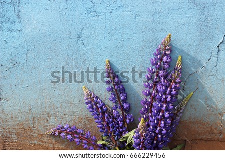 lupines 