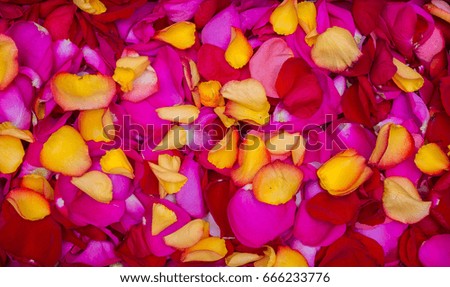 Background of pink and yellow rose petals