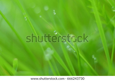 Drops of dew on fresh green grass. Macro view of green grass on a blurred green background. Water drops on a blade of grass.