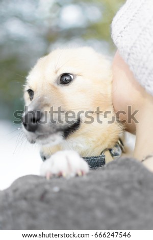 Shelter puppy on human shoulder, focus on the eyes