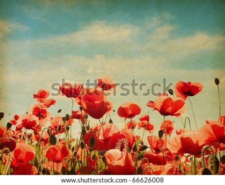 Vintage  paper textures. Field of poppies