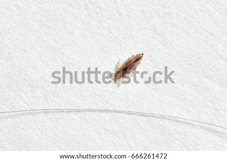Lice and human hair on a background of white paper