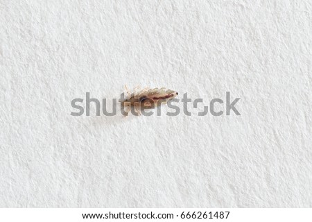 Insect lice on a white paper background