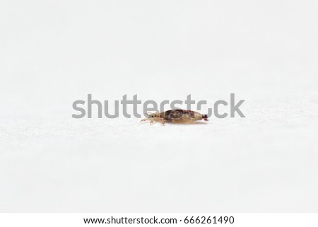 Insect lice on a white paper background