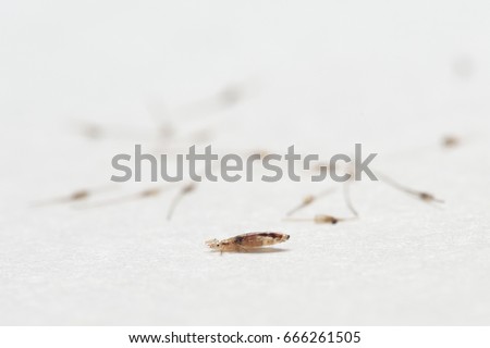 Louse and nits cocoons on white paper background