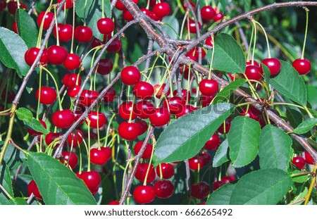 A lot of ripe cherries on a tree, a summer day, Close up
