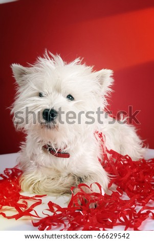 White puppy with christmas garland.