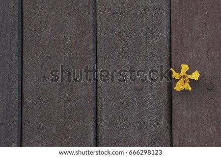 yellow flower on the wooden floor 