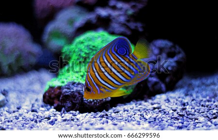 Regal Angelfish (Pygoplites diacanthus)