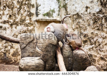 Baboons removing fleas in captivity. Hamadryas baboon 