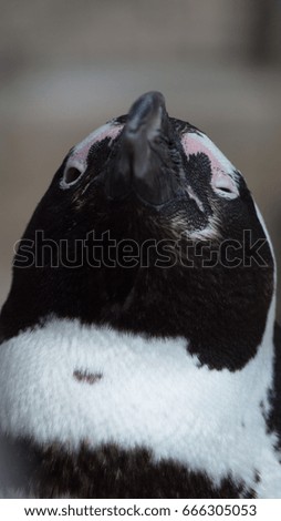 close up portrait of a penguin