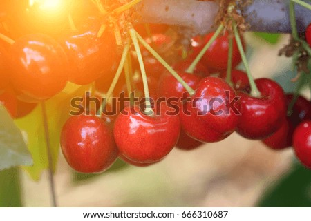 Large cherry 