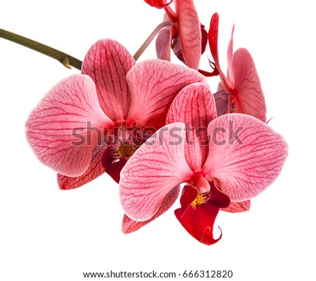 orchids on isolated background. beautiful flower branches orchids on white background