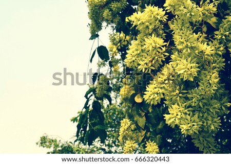 White  and yellow  flower  spring nature background with empty space for text or ad
