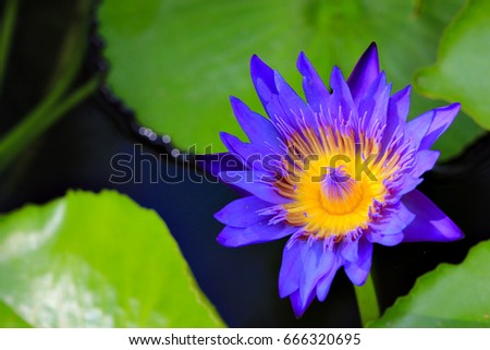 Violet Lotus Flower in the Pond