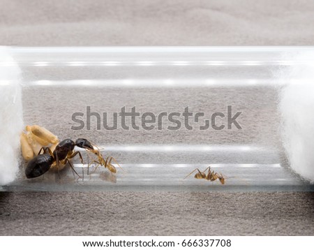 Super macro image of the worker ant (Camponotus Sp.) feeding the queen ant in test tube
