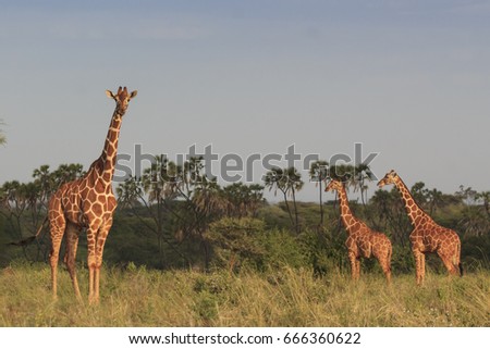 Giraffes and wild African Savannah landscape