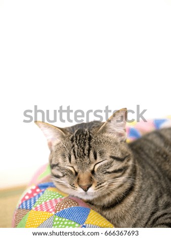 A cat's nap