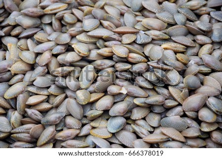  Surf clam, Short necked clam, Carpet clam, Venus shell, Baby clam for sale at the market.