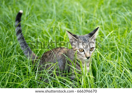 Little kitten playing on the grass in the garden