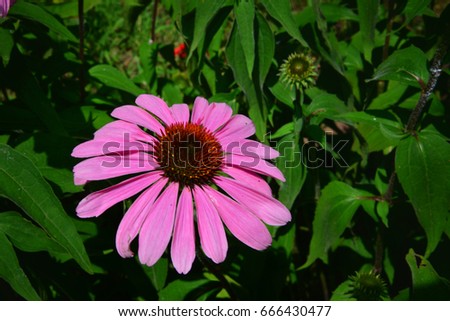 Echinacea purpurea flower Royalty-Free Stock Photo #666430477