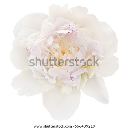 the gentle white peony is isolated on the white