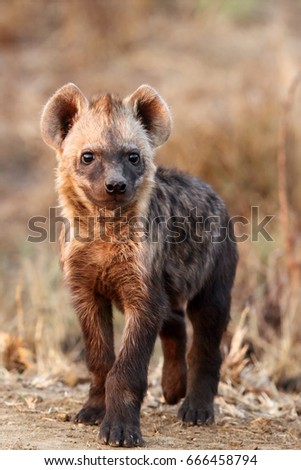 The spotted hyena (Crocuta crocuta) young hyena in the evening sun.