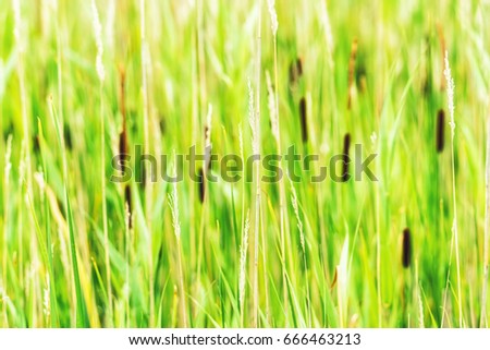 Green Reeds Grass Background with Bulrush - Cattail - Typha latifolia