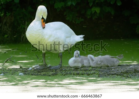 Mute swan (Cygnus olor) with cygnets perched on dead tree trunk in a pond covered with duckweed