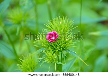Little red flower with white edges dissolved into the Turkish carnation. Marco, Nature, flowers, Russia, Moscow region, Shatura./A blossoming flower of a turkey carnation