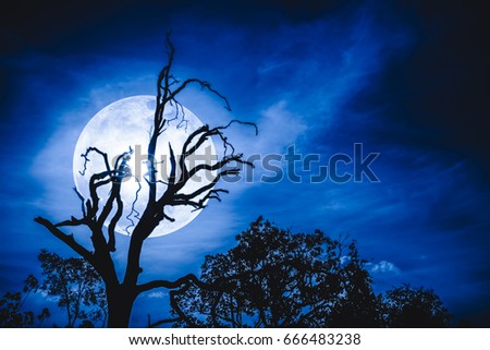 Night landscape of blue sky with bright super moon behind silhouette of dead tree, serenity nature. Outdoors at nighttime.The moon taken with my own camera.