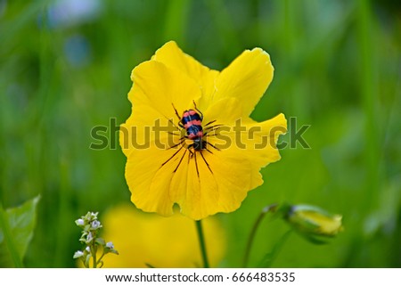 The red beetle sits in the center of the yellow flower "Pansies". Marco, Nature, flowers, Russia, Moscow region, Shatura/Beetle -"fireman" on the flower