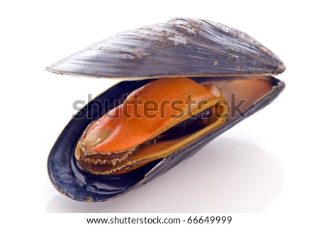 Common Mussel Royalty-Free Stock Photo #66649999