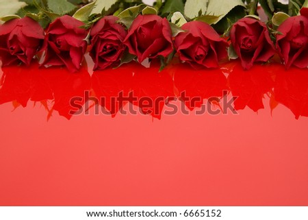 red roses on red reflecting background