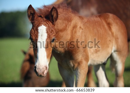 Foal with mother grazing on meadow