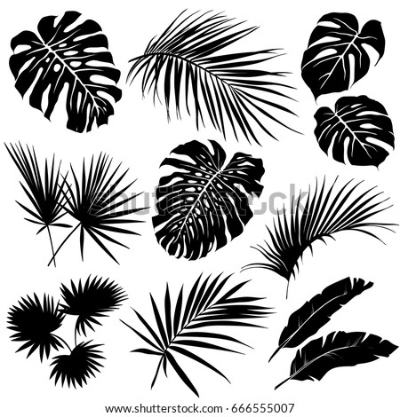 Silhouettes of tropical leaves. Set of vector silhouettes on white background