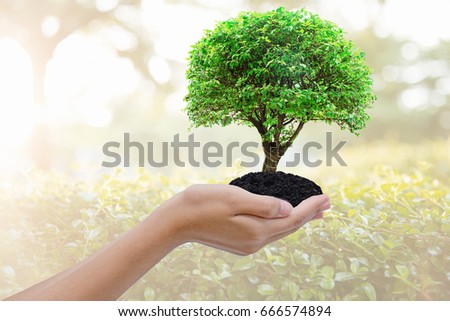 Ecologically friendly and sustainable environment concept with tree planting growing on girls hands with gold light background.