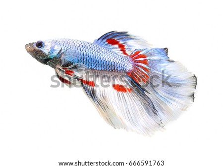 Betta fish, siamese fighting fish, betta splendens (Halfmoon betta
)isolated on white background