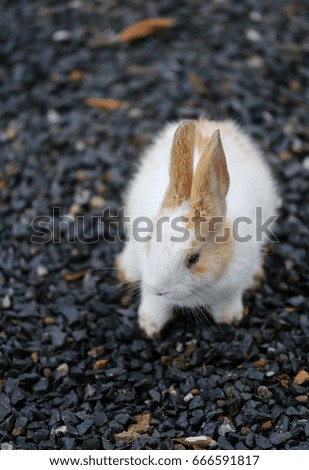 Cute little rabbit