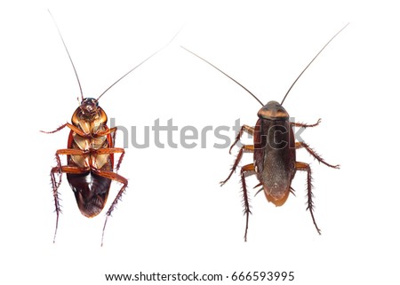 action image of Cockroaches, Collection image of Cockroaches isolated on white background 