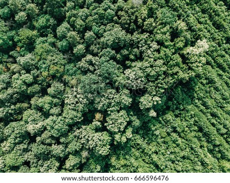 Aerial Drone Flyover View Of Large Green Forest In Summer