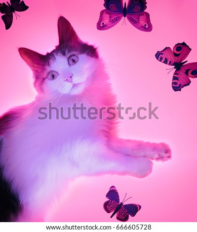 Three pink butterfly, isolated on white background.