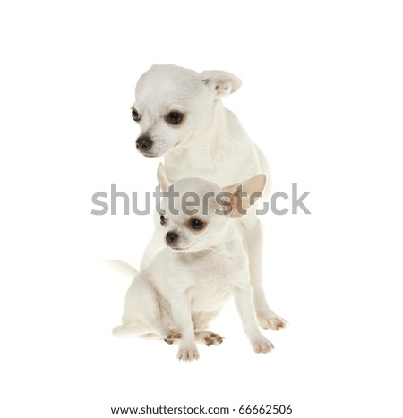 Two Playful white Chihuahua Puppies Isolated Alone, over white.