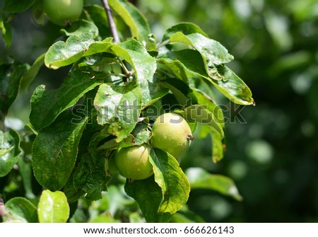 Growing green unripe apples on tree branch.
