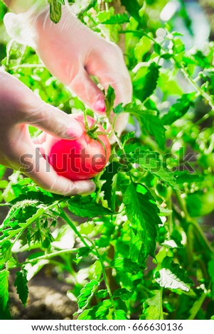 Close-up female hands of a farmer ripping a ripe tomato from a bush on a field Royalty-Free Stock Photo #666630136