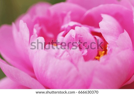 Lush pink peony close-up